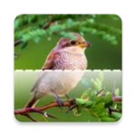 bird id - picture identifier android application logo